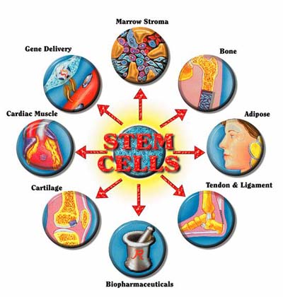 human embryonic stem cells. Human skin cells ordered to be