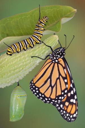 metamorphosis of a butterfly. utterfly