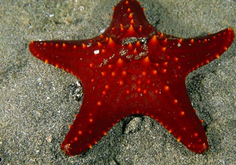 red-sea-star-523563-ga