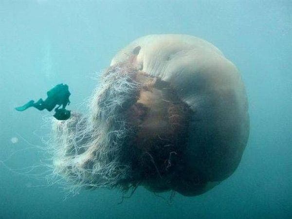 sea51.jpg