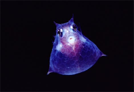 translucent-cowfish-newbert-1145302-ga