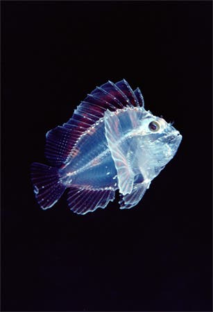 translucent-leaf-scorpionfish-newbert-1145418-ga