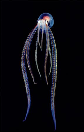 translucent-pelagic-octopus-newbert-1145307-ga