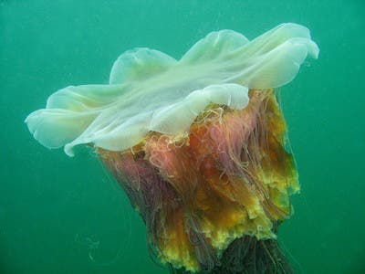 Immortal Jellyfish Facts on Giant Files Nomura And Lion S Mane Jellyfish