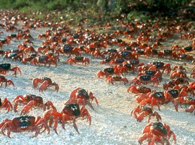 christmas-crabs.jpg