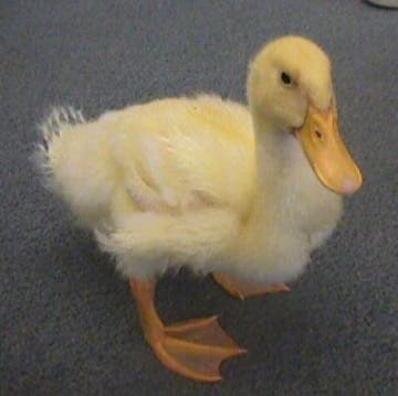 duck.jpg