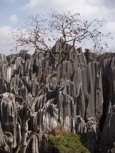 stone-forest3 stone-forest3