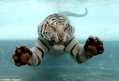 white-tiger-swimming.jpg
