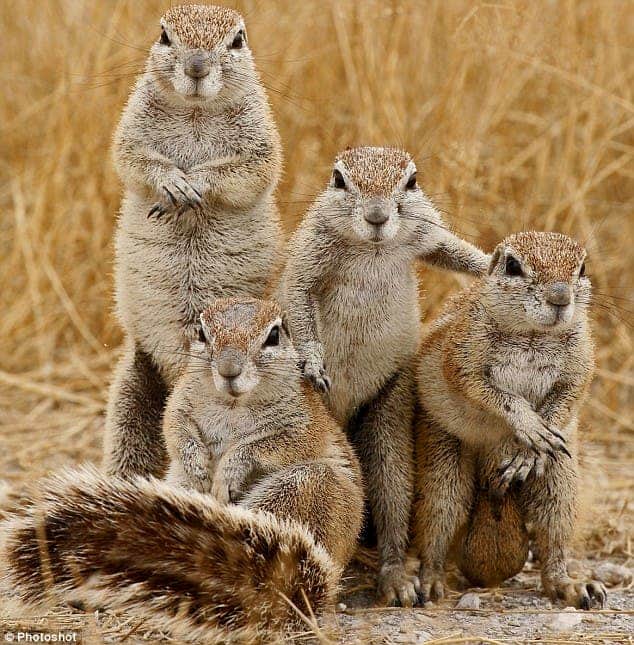 squirrel.jpg