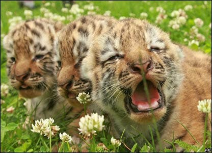 Tiger cubs.