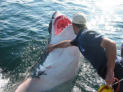 great white sharks food chain great white sharks food chain