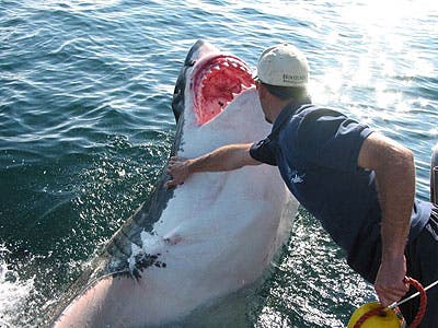 great white sharks food  chain