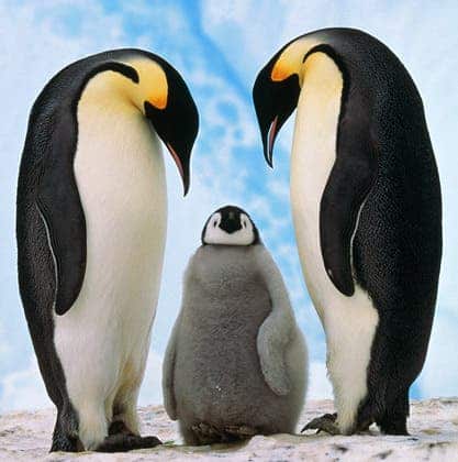 The emperor: major penguin