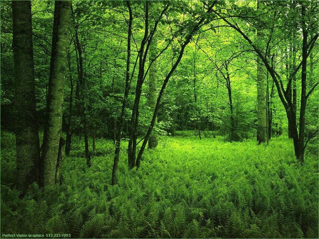 The cost of a green forest