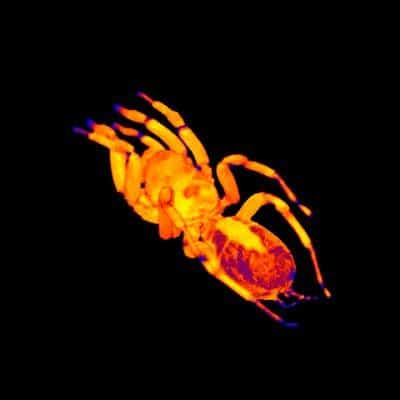 MRI scan reveals tarantulas have double heartbeat