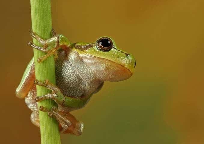 [http://www.zmescience.com/wp-content/uploads/2011/11/cute_frog.jpg]