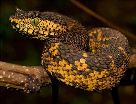 The animal identified as Matilda's horned viper measures 21 feet 60