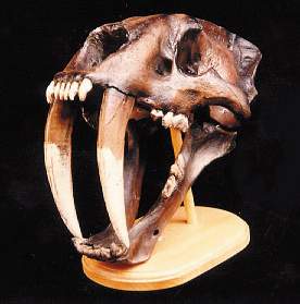 saber tooth