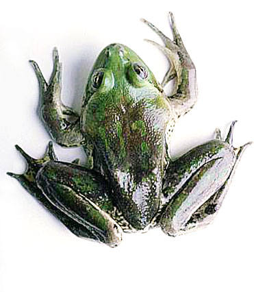 paradoxical frog
