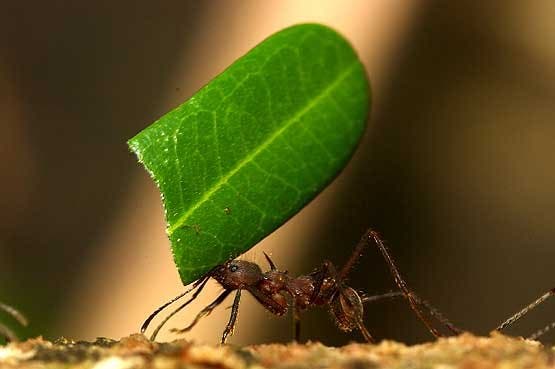 34ba9_leaf-cutting-ants-06