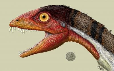 Artist impression ofthe  Daemonosaurus chauliodus shows its size relative to an American quarter. (c) Jeffrey Martz