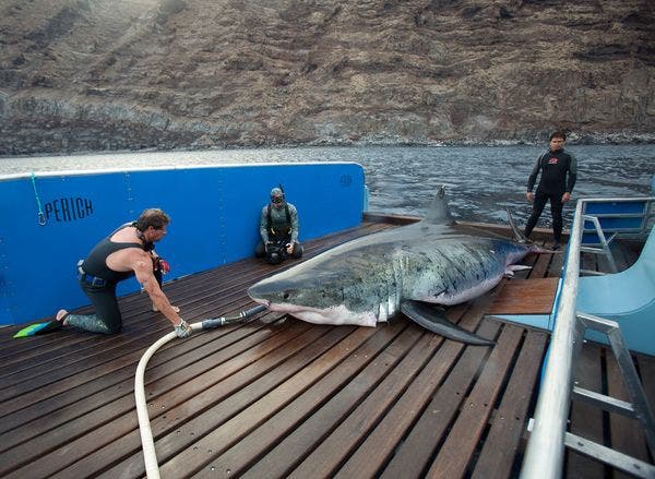 biggest-male-shark-caught-live_35337_600x450 The Shark Men crew as they work had to keep the 18 feet great white shark nicknamed Apache alive on board their boat.