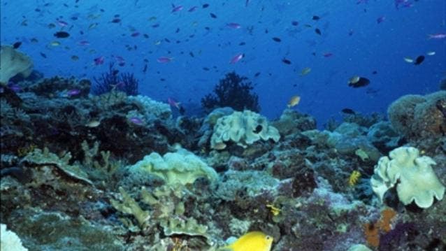 Ocean life mass extinction 