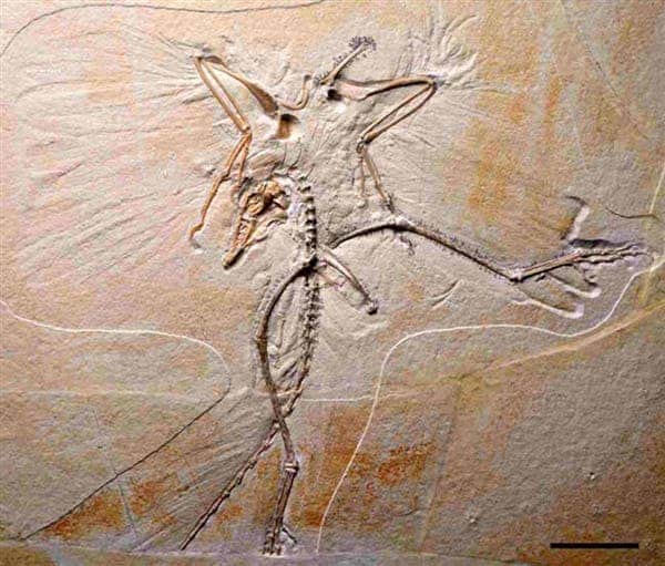An Archaeopteryx specimen highlights wing and tail feather impressions. (c) G. Mayr / Senckenberg