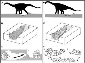 Diagram showing titanosaur nest excavation and egg laying