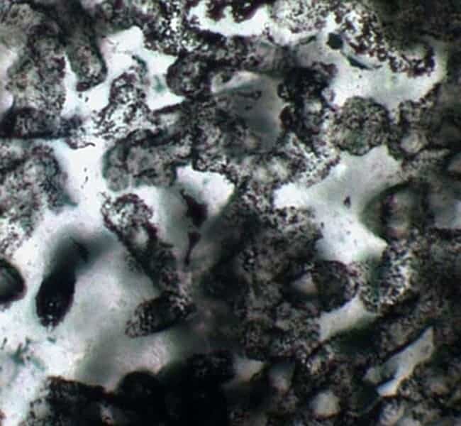 22fossil-popup A collection of tubular microfossils found in 3.4-billion-year-old sandstone from Western Australia. (c) David Wacey