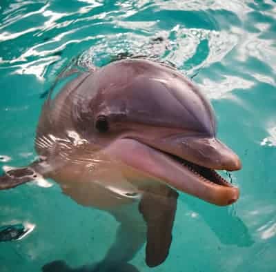 A bottlenose dolphin. 