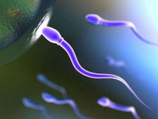 sperm donors