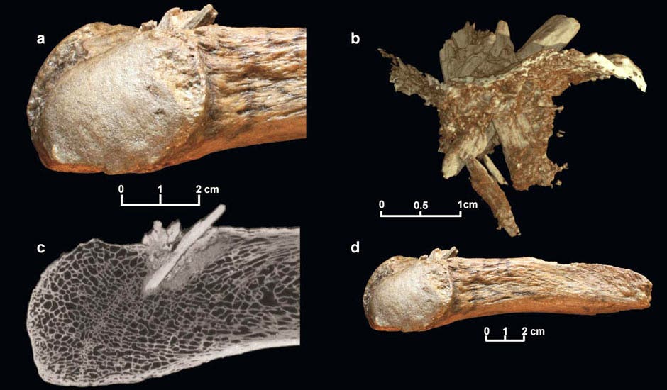 Mastodon rib bone with the embedded foreign mastodon bone sharp shard embedded into it. Seen above are four instances: (a) Closeup view; (b) reconstruction showing the bone point with the broken tip (the thin layer represents the exterior of the rib); (c) CT scan; (d) the entire rib fragment. Photograph: University of Copenhagen/PA