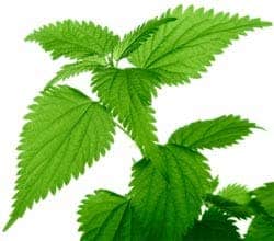 A simple nettle. This one has plenty of light, though. 