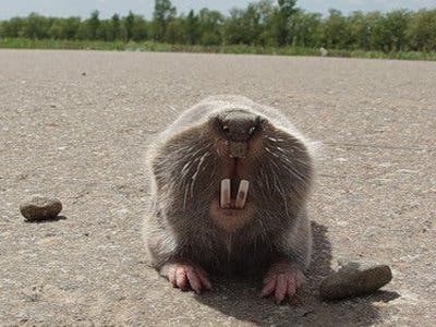 The mole rat is unique among the mammal world because of its ability to grow multiple sets of teeth, much in the same manner sharks do. Their teeth aren't that petrifying, though.  