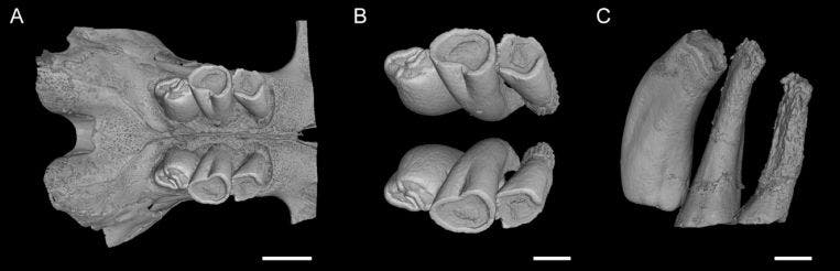 X-ray synchrotron microtomographic 3D rendering of the upper dentition of a young mole rat. (c) PNAS
