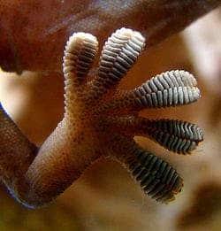 Close-up of the underside of a gecko's foot as it walks on vertical glass. (c) Wikicommons