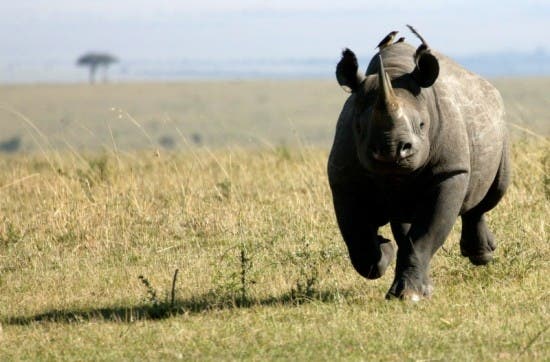 Western Black Rhino