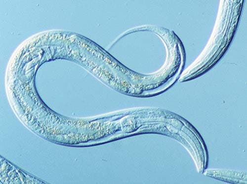 The Caenorhabditis elegans  or C. elegans common ground worm. 