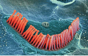 Hair cells located in the organ of corti, in the cochlea of the inner ear.(c)  SPL / Photo Researchers, Inc