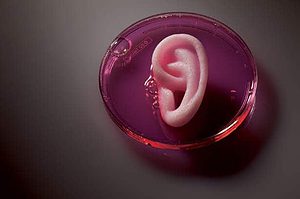 Human ear grown in a lab from stem cells. 
