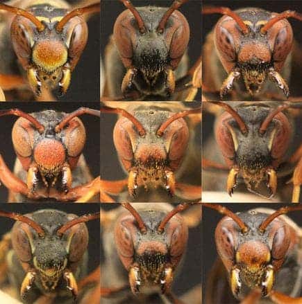 paper wasps faces