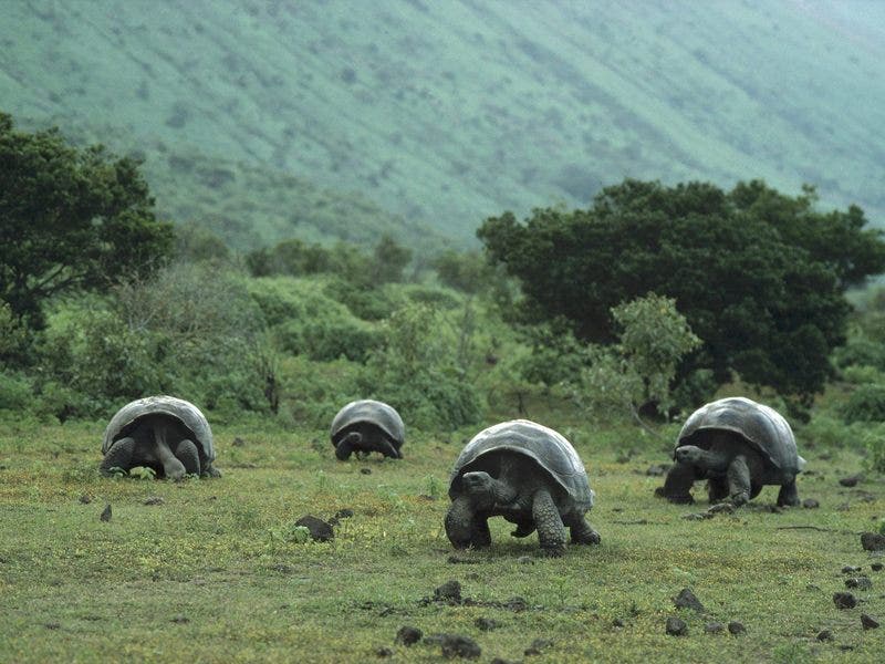 Giant Galapagos Tortoises in Isabela Island, Galapagos. Adults of large subspecies can weigh over 300 kilograms (660lb) and measure 1.2 meters (4 ft) long. Although the maximum life expectancy of a wild tortoise is unknown, the average life expectancy is estimated to be 200 years. 