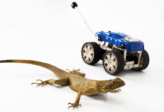 An Agama lizard next to the Tailbot, a robot that can automatically adjust its position to pitch-forward, similar to the way the lizard uses its tail. (c) Robert Full lab, UC Berkeley