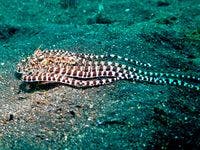 Mimic octopus impersonating a flatfish. (c) Rich Ross.