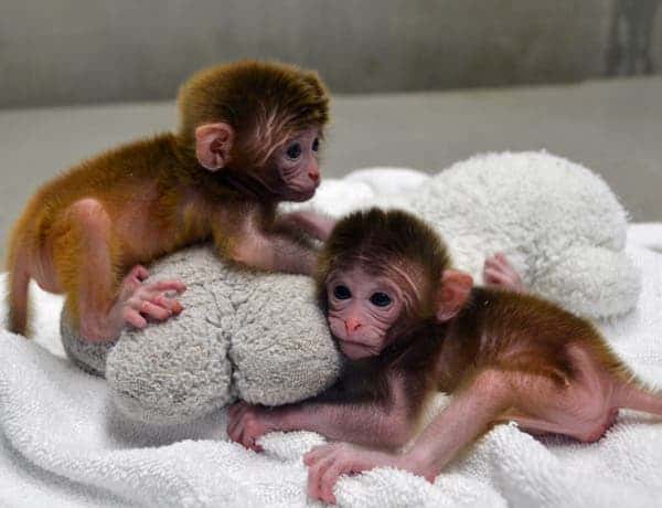The rhesus monkey twins, Roku and Hex ("six" in Japanesse and Greek respectively, since they were made from six distinct genetic entities), in sound health posing for the researchers. (c) OHSU