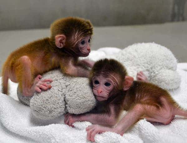 roku-hex The rhesus monkey twins, Roku and Hex ("six" in Japanesse and Greek respectively, since they were made from six distinct genetic entities), in sound health posing for the researchers. (c) OHSU