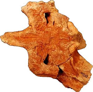 crocodile shield head skull fragment