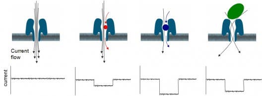 nanopore-voltage-difference This diagram shows a protein nanopore set in an electrically resistant membrane bilayer. An ionic current is passed through the nanopore by setting a voltage across this membrane. (c) Oxford Nanopore Technology