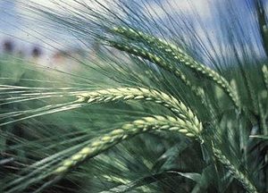 barley